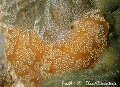 Distaplia bermudensis