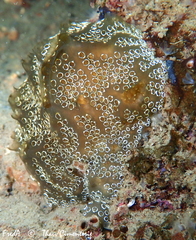 Distaplia bermudensis