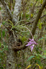 Tillandsia cacticola