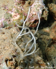 Haliclona stirpescens