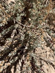 Frankenia thymifolia