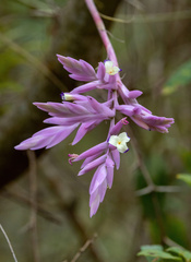 Tillandsia cacticola