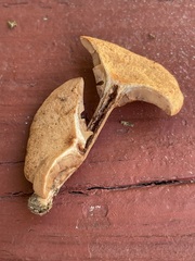 Lactarius subserifluus
