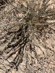 Frankenia thymifolia