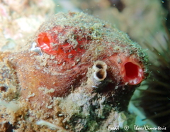 Microcosmus polymorphus