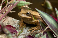 Schmidt's Marsupial Frog photo 4