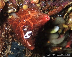 Microcosmus polymorphus