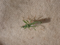 Nabis viridulus