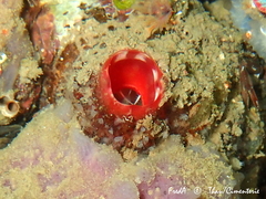 Microcosmus polymorphus