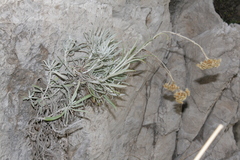 Helichrysum pendulum