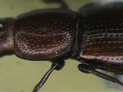 Rhizophagus brunneus