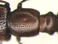 Rhizophagus brunneus