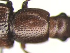 Rhizophagus brunneus