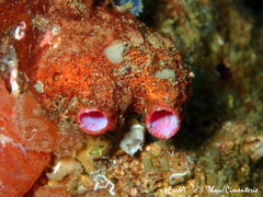 Pyura dura