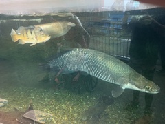 Arapaima gigas