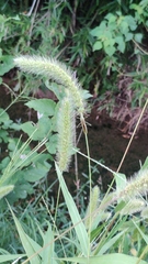 Leptocorisa chinensis