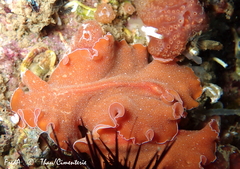 Yungia aurantiaca