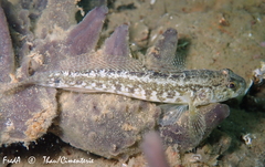 Gobius ophiocephalus