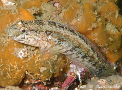 Gobius ophiocephalus