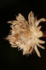 Pseudoscabiosa limonifolia