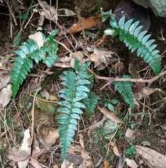Polystichum prionolepis