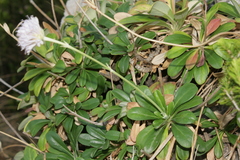 Pseudoscabiosa limonifolia