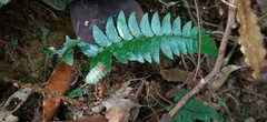 Polystichum prionolepis