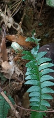 Polystichum prionolepis