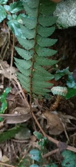 Polystichum prionolepis