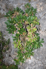 Pseudoscabiosa limonifolia