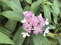 Hydrangea longifolia