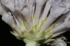 Pseudoscabiosa limonifolia