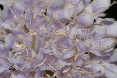 Pseudoscabiosa limonifolia