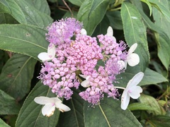 Hydrangea longifolia