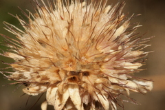 Pseudoscabiosa limonifolia