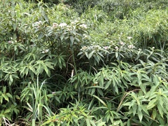 Hydrangea longifolia