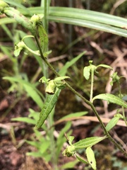 Carpesium divaricatum