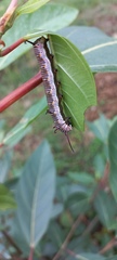 Danaus chrysippus