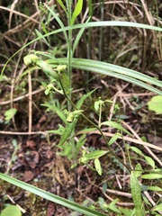 Carpesium divaricatum