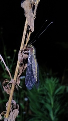 Ascalohybris subjacens