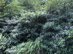 Hydrangea longifolia