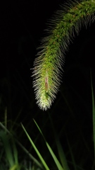 Leptocorisa chinensis