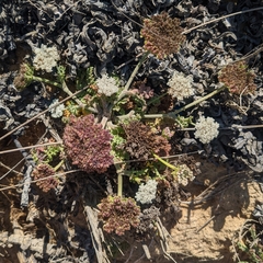 Daucus carota halophilus