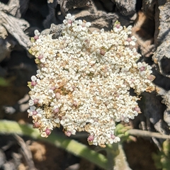 Daucus carota halophilus