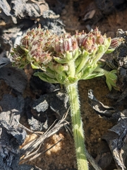 Daucus carota halophilus