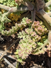 Daucus carota halophilus