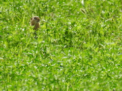 Ictidomys tridecemlineatus