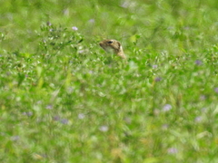Ictidomys tridecemlineatus