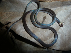 Enulius flavitorques