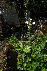 Cardamine tenera